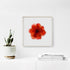 Orange Rose Flower Art Print